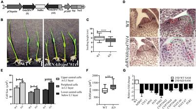 OsbZIP47 Is an Integrator for Meristem Regulators During Rice Plant Growth and Development